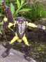 Transformers Beast Wars Iguanus toy