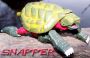 Transformers Beast Wars Snapper toy