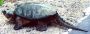 snappingturtle2