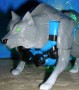 Transformers Beast Wars Wolfang toy