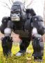 Transformers Beast Wars Optimus Primal toy