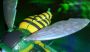 Transformers Beast Wars Waspinator toy