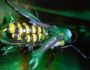 Transformers Beast Wars Waspinator toy