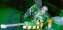 Transformers Beast Wars Waspinator toy