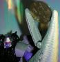 Transformers Beast Wars Megatron toy