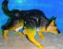 Transformers Beast Wars K-9 toy