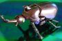 Transformers Beast Wars Tripredacus (Ram Horn, Sea Clamp, Cicadacon) toy