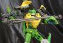 Transformers Generations Springer toy
