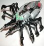 tarantulas2